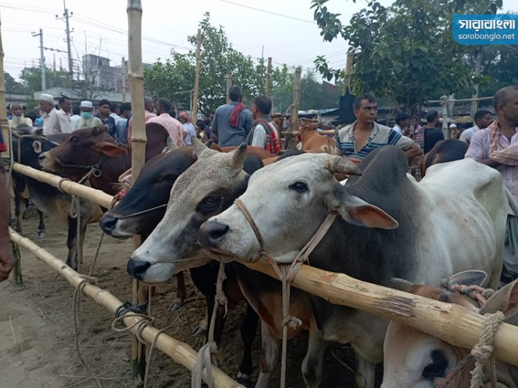 চাঁপাইনবাবগঞ্জে কোরবানির জন্য প্রস্তত ২ লাখ পশু, শঙ্কা দাম নিয়ে