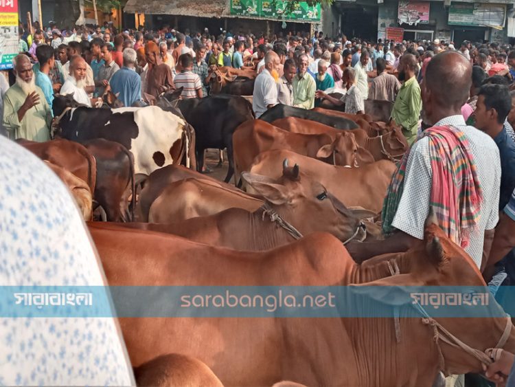 হাটে গরু থাকলেও জমেনি বেচাবিক্রি, অতিরিক্ত হাসিল আদায়ের অভিযোগ