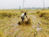 বেশি মজুরিতেও মিলছে না শ্রমিক, ধান নিয়ে বিপাকে কৃষকরা