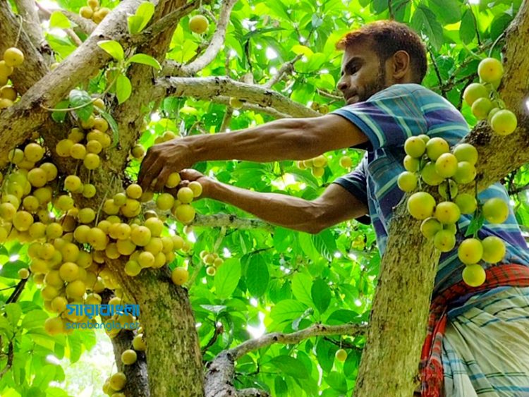 লটকনের আবাদ বেড়েছে নরসিংদীতে, ভালো ফলনে কৃষকের মুখে হাসি