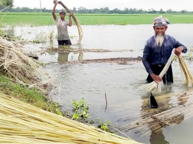 নওগাঁয় পাটের ভালো ফলন